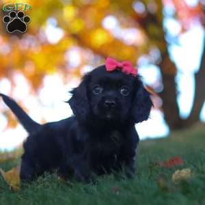 Cassandra, Cavapoo Puppy